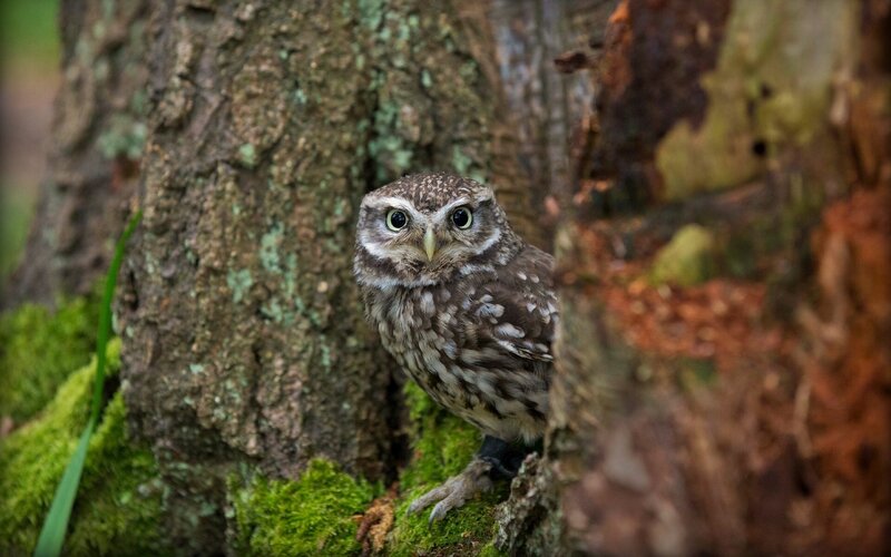 Little Owl on Tree