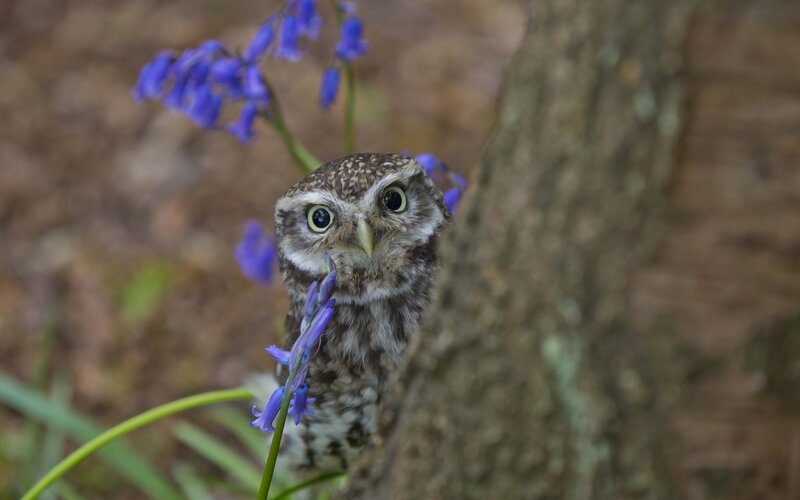 Little Owl Peeking from Tree