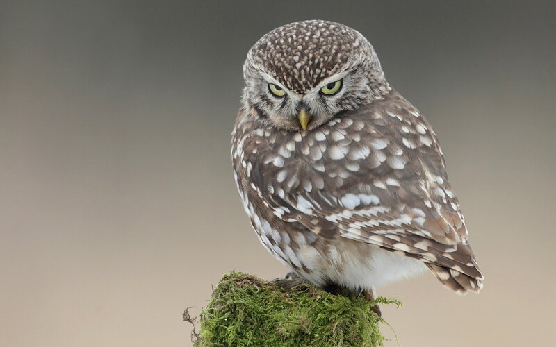 Little Owl Perched — Brown, Alert