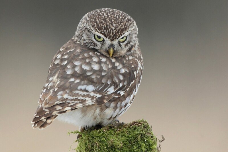 Little Owl Perched — Brown