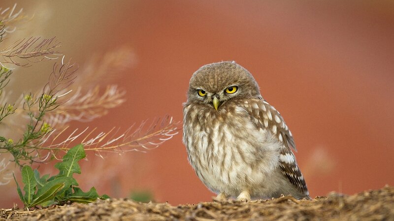 Little Owl Perched