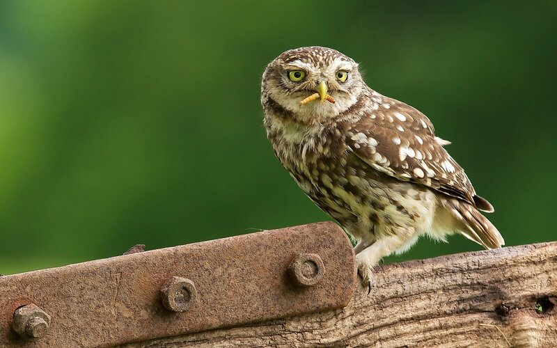 Little Owl with Insect