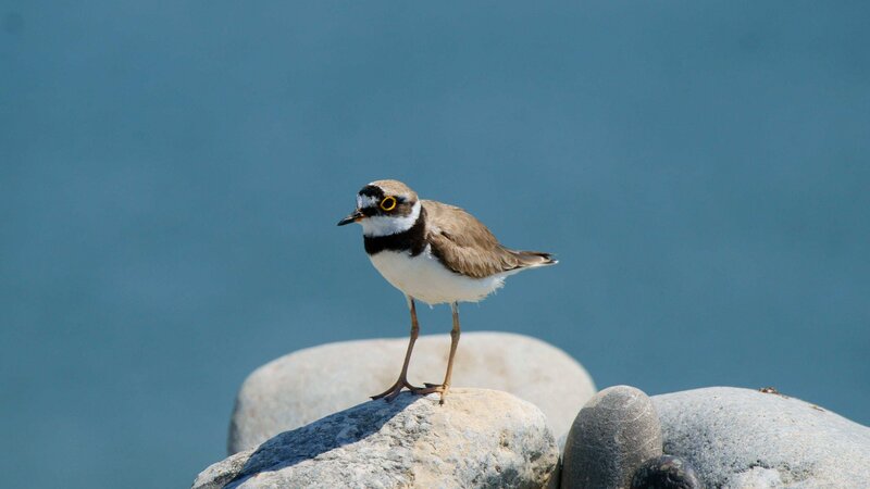 Little Ringed Plover — Blue