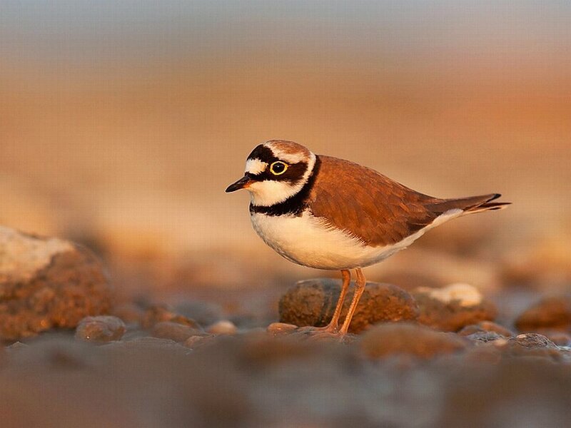 Little Ringed Plover