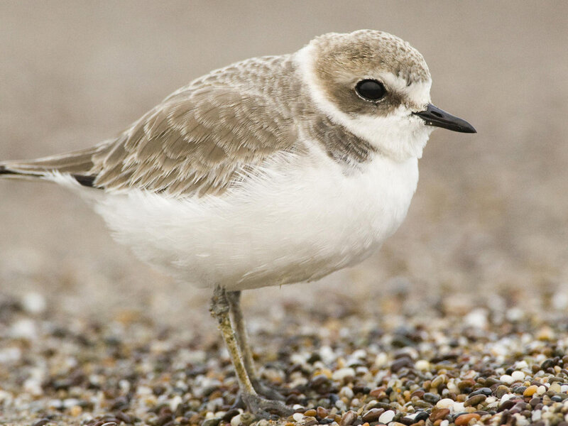 Little Ringed Plover — White