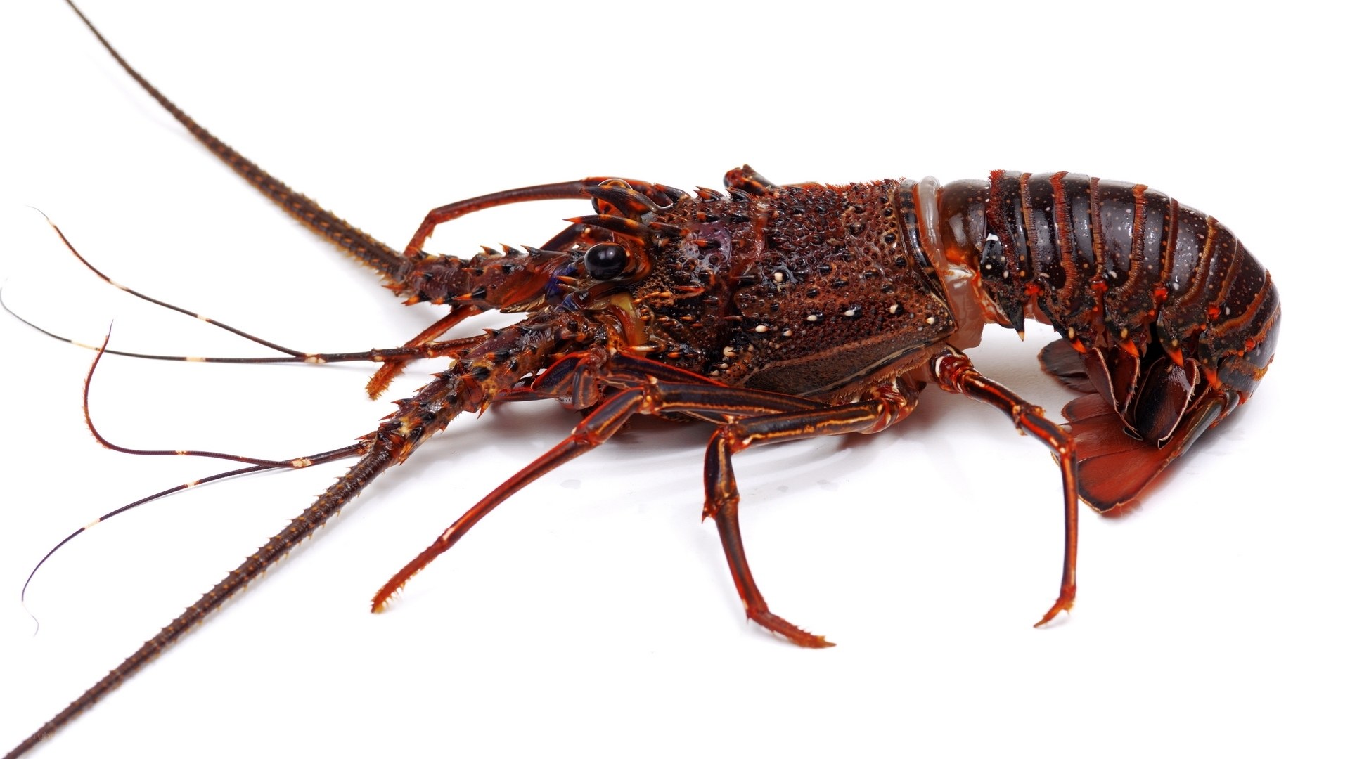 Live lobster on white background