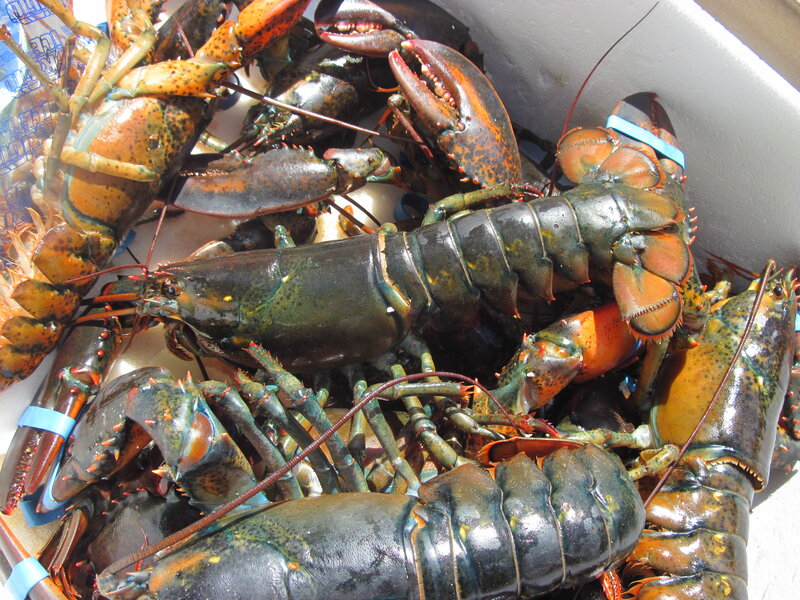 Live Lobsters in a Container