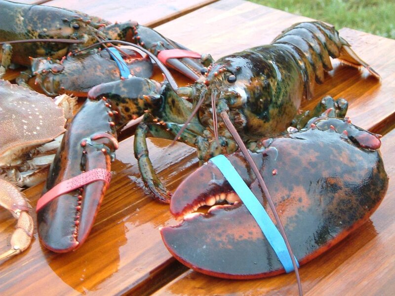 Live lobsters on a wooden table