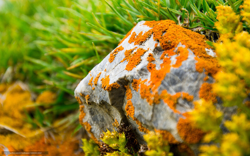 Liverwort on a Rock