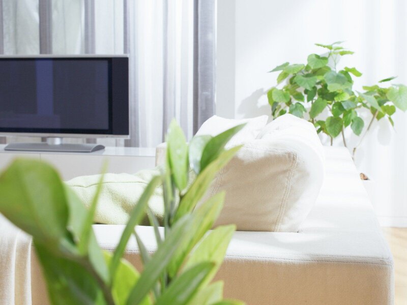 Living room with plants and TV