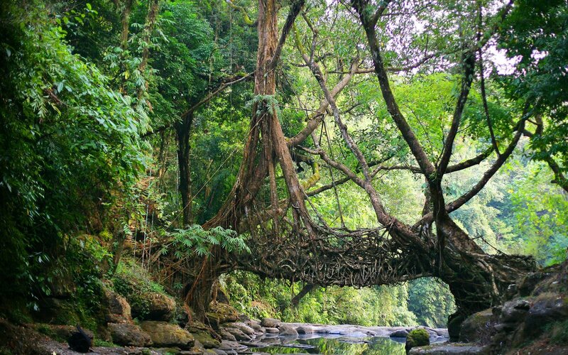 Living Root Bridge