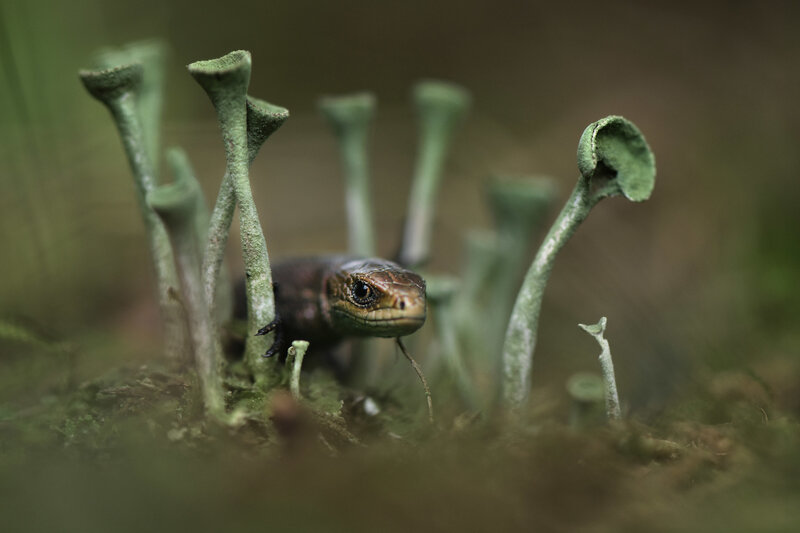 Lizard Among Moss