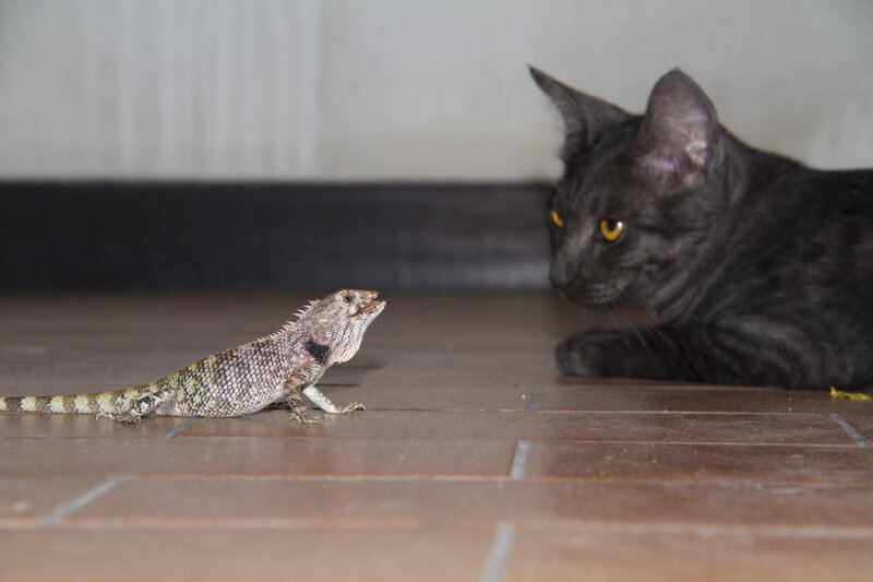 Lizard and Cat on Floor