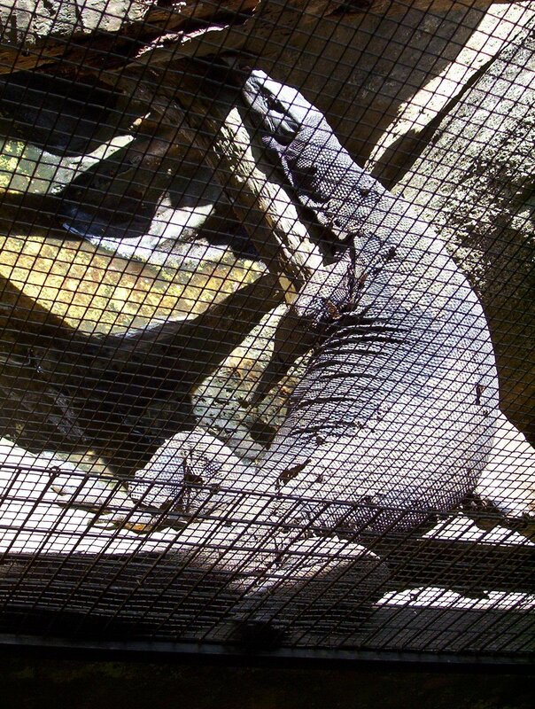 Lizard behind a mesh fence