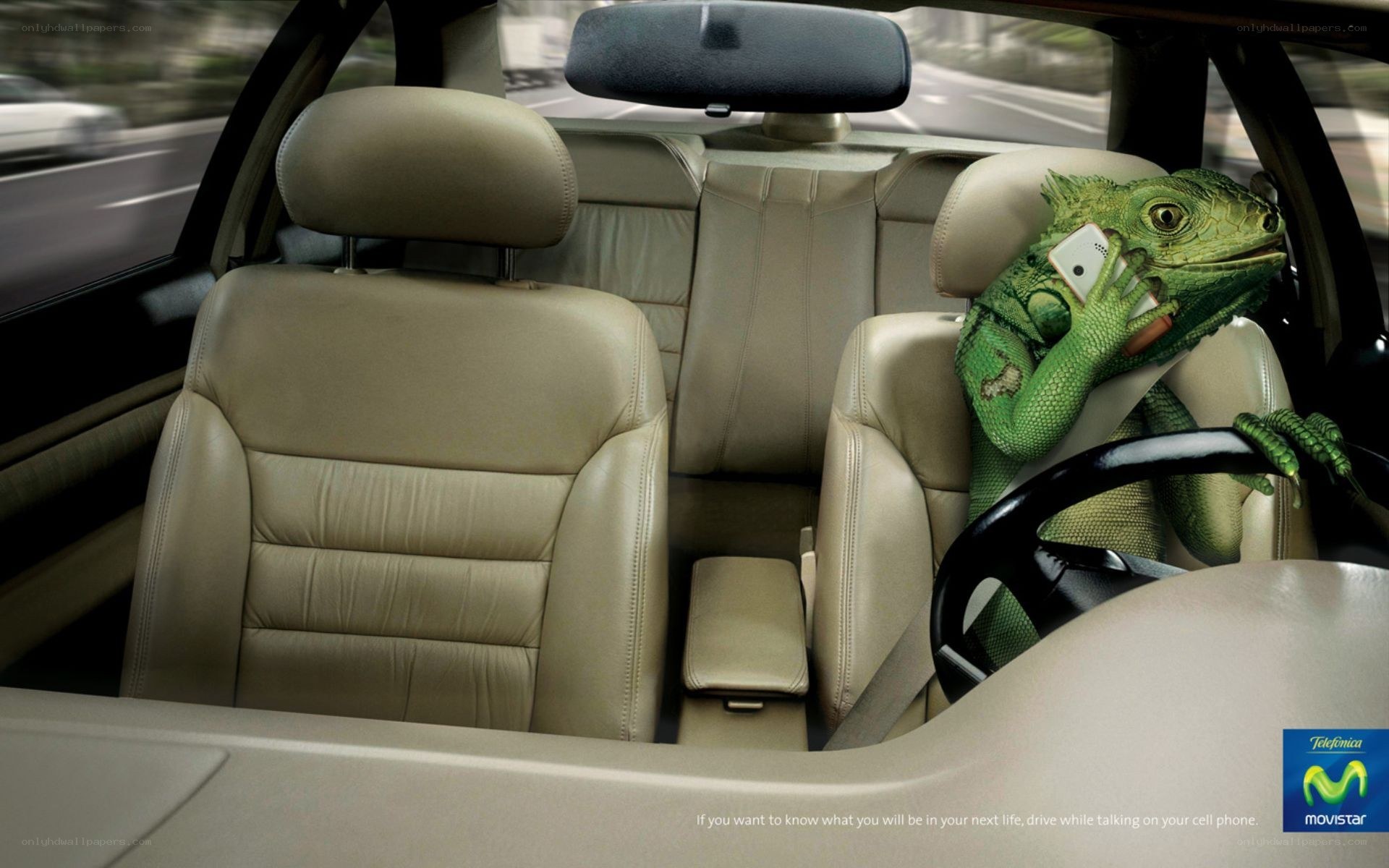 lizard driving car ad