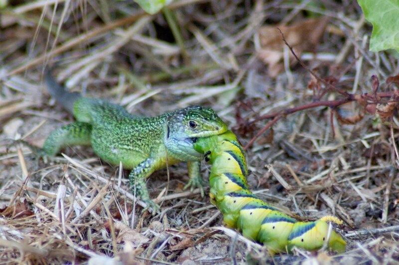 Lizard eating a caterpillar