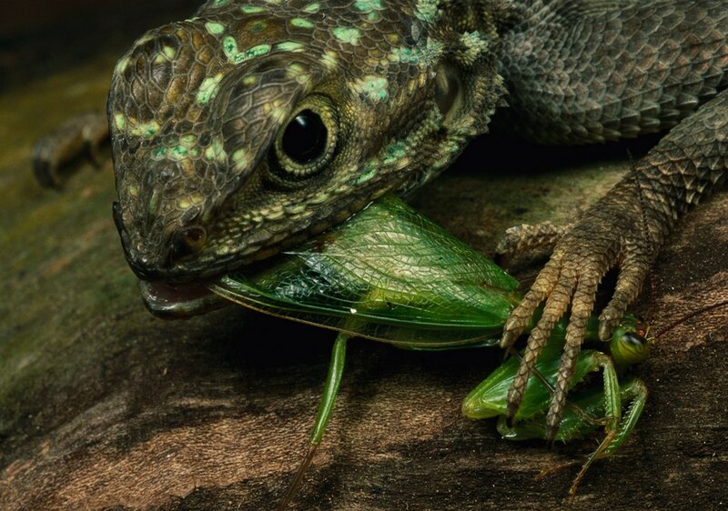 Lizard eating a grasshopper