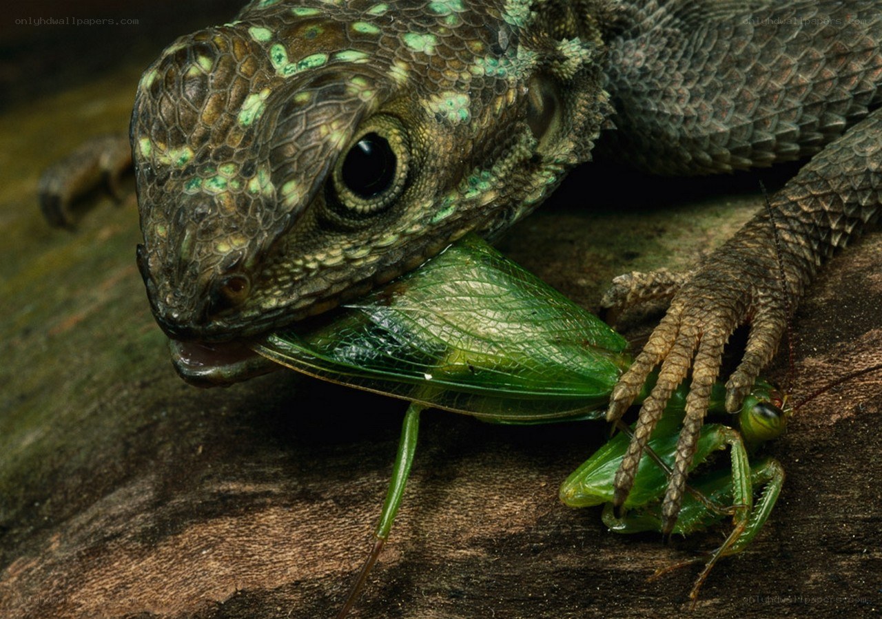 Lizard eating a grasshopper