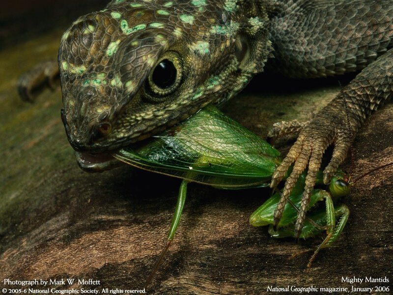 Lizard Eating Insect