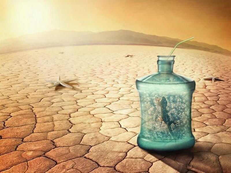 lizard in a bottle