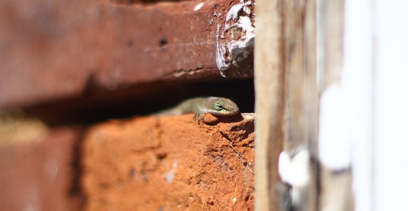 lizard in brick wall