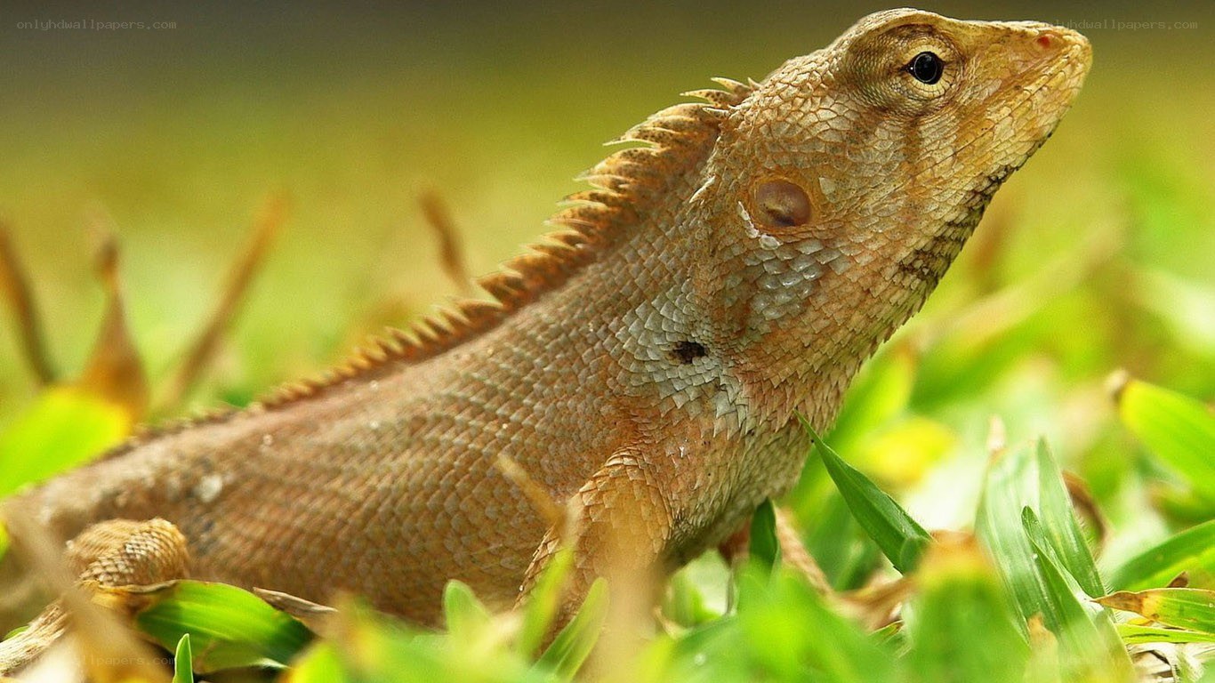 lizard in grass