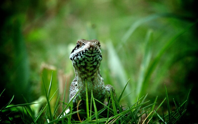 Lizard in Grass — Green