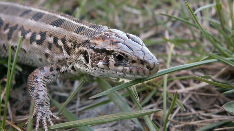 lizard in grass