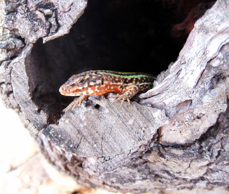 Lizard in Hollow Log
