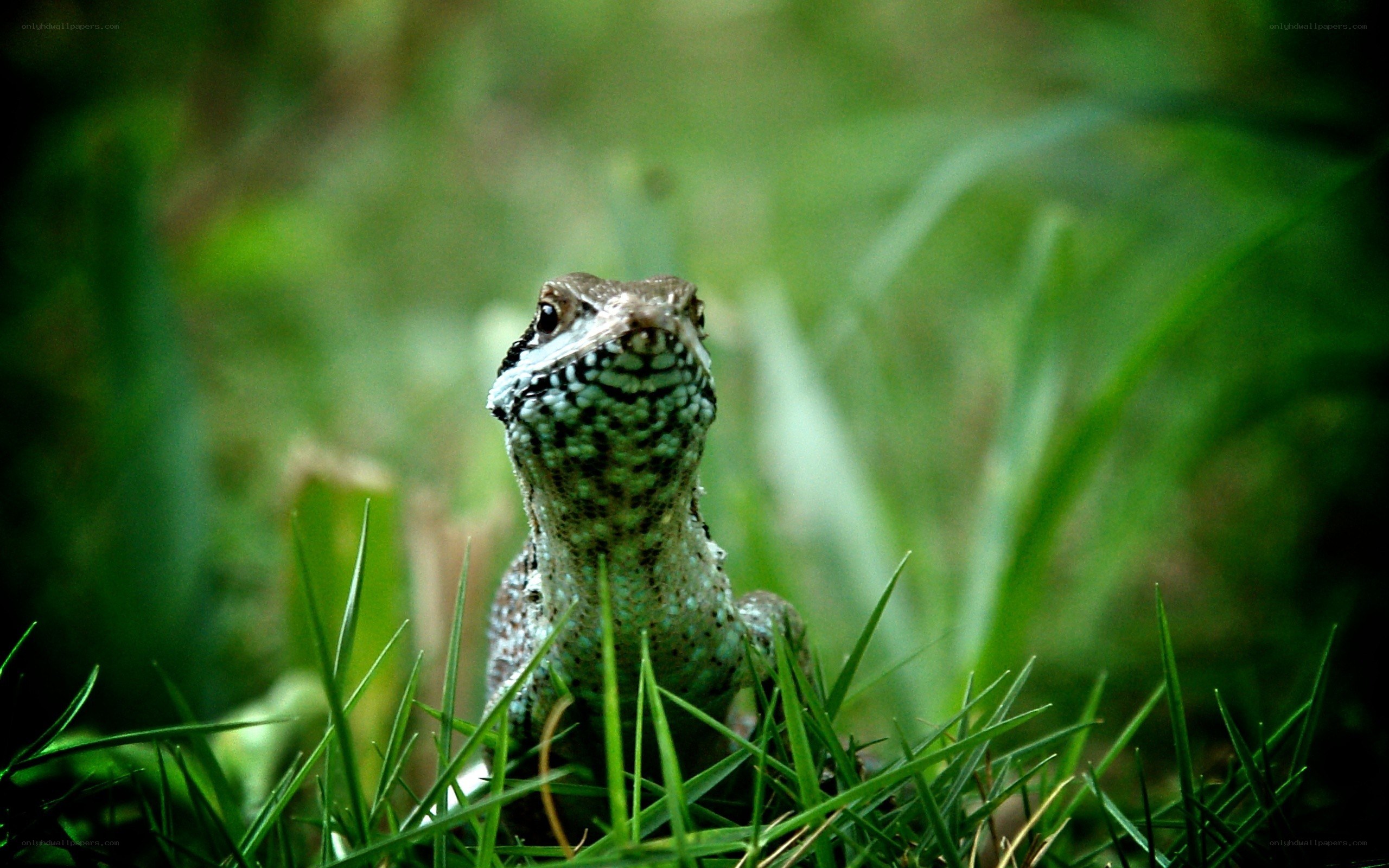 Lizard in the grass