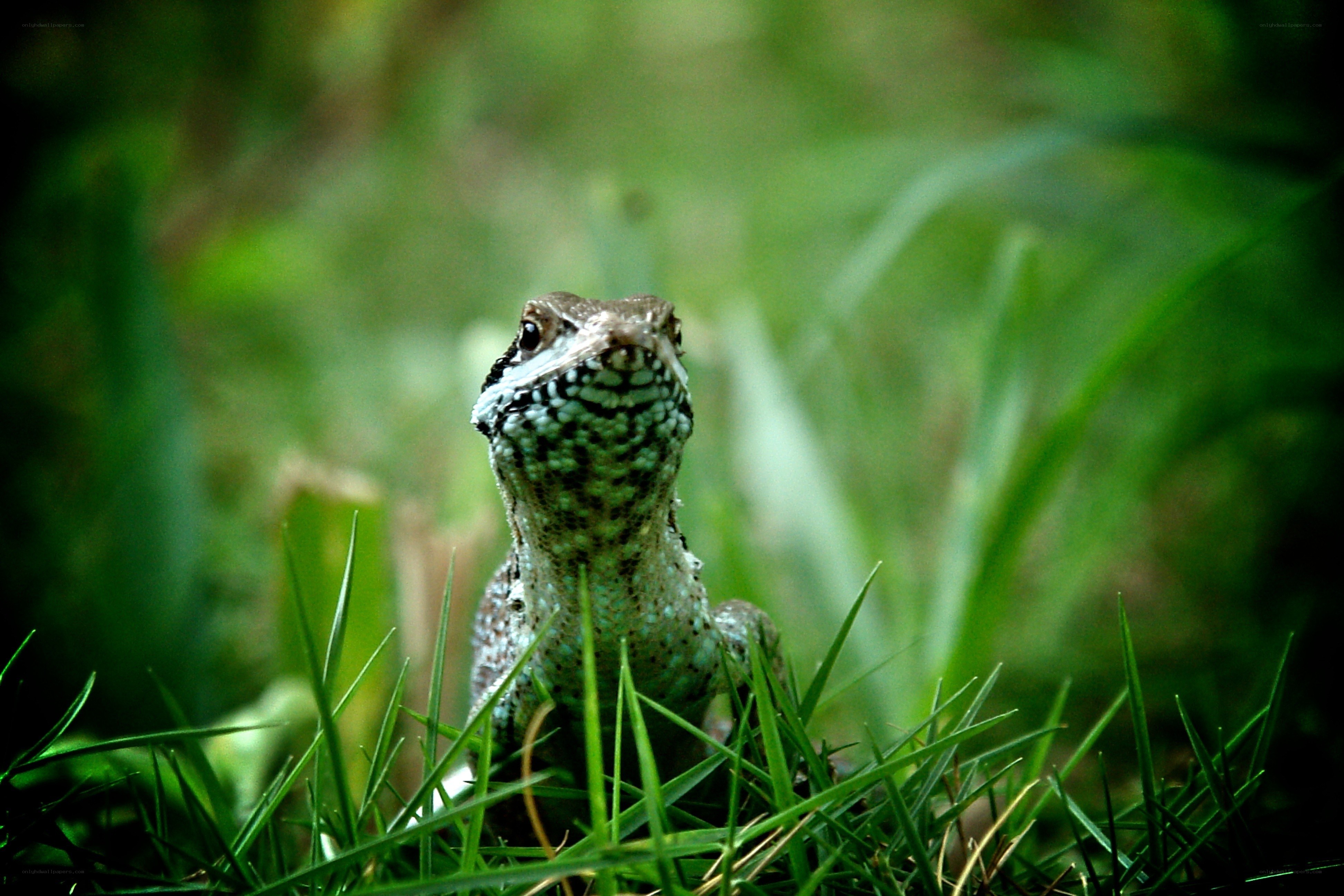 Lizard in the grass