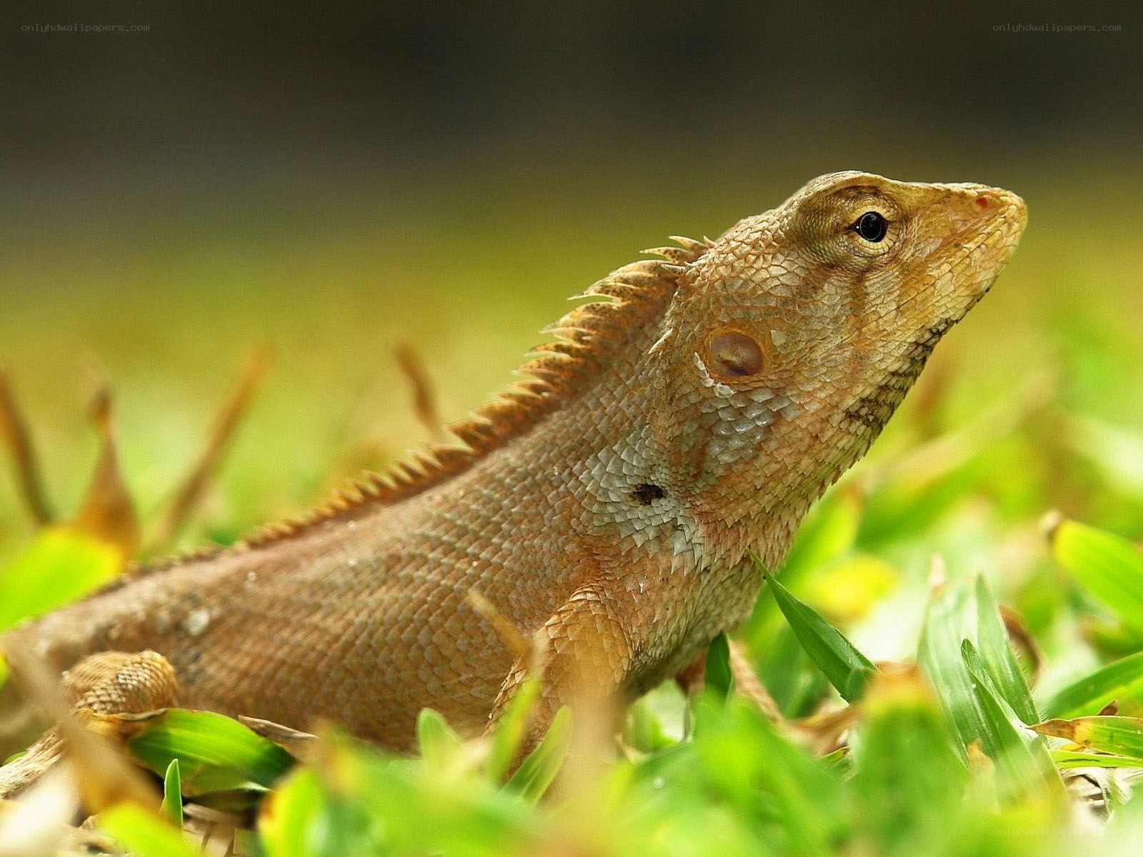 Lizard in the grass