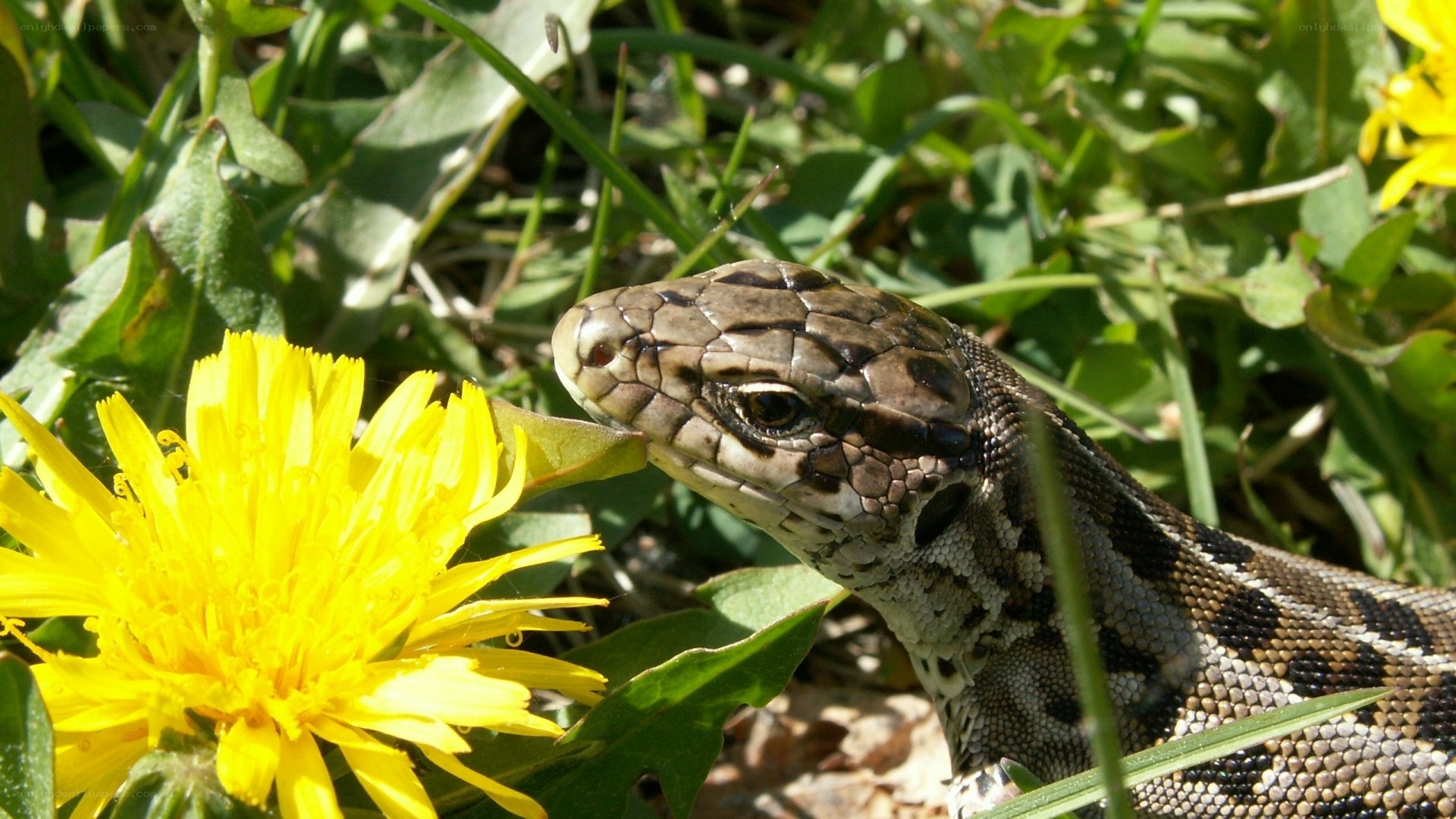 Lizard near dandelion flower