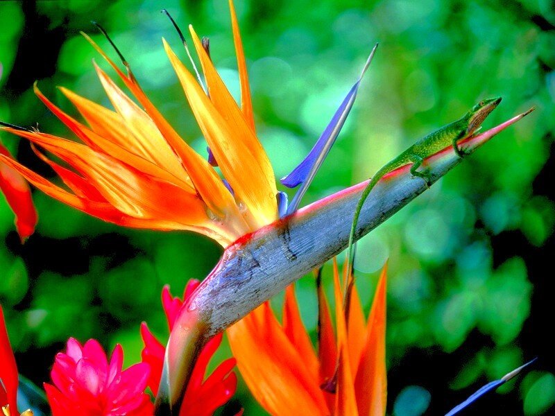 Lizard on a bird of paradise flower