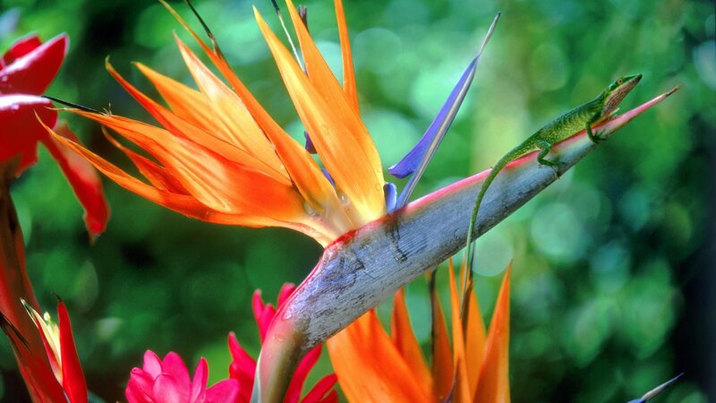 Lizard on a bird of paradise flower