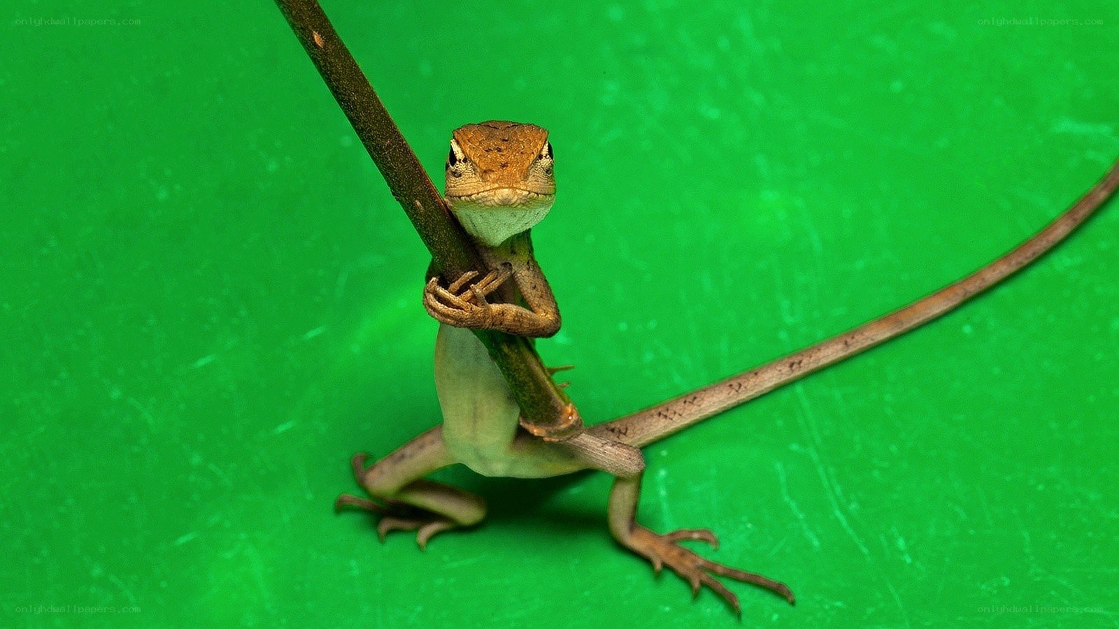 Lizard on a branch