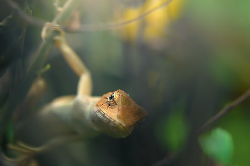 Lizard on a Branch — Brown, Natural