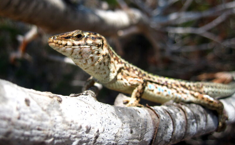 Lizard on a Branch — Brown