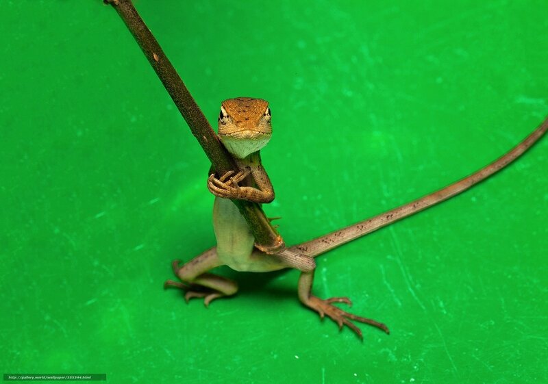 Lizard on a branch
