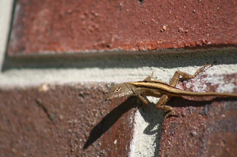 lizard on a brick wall