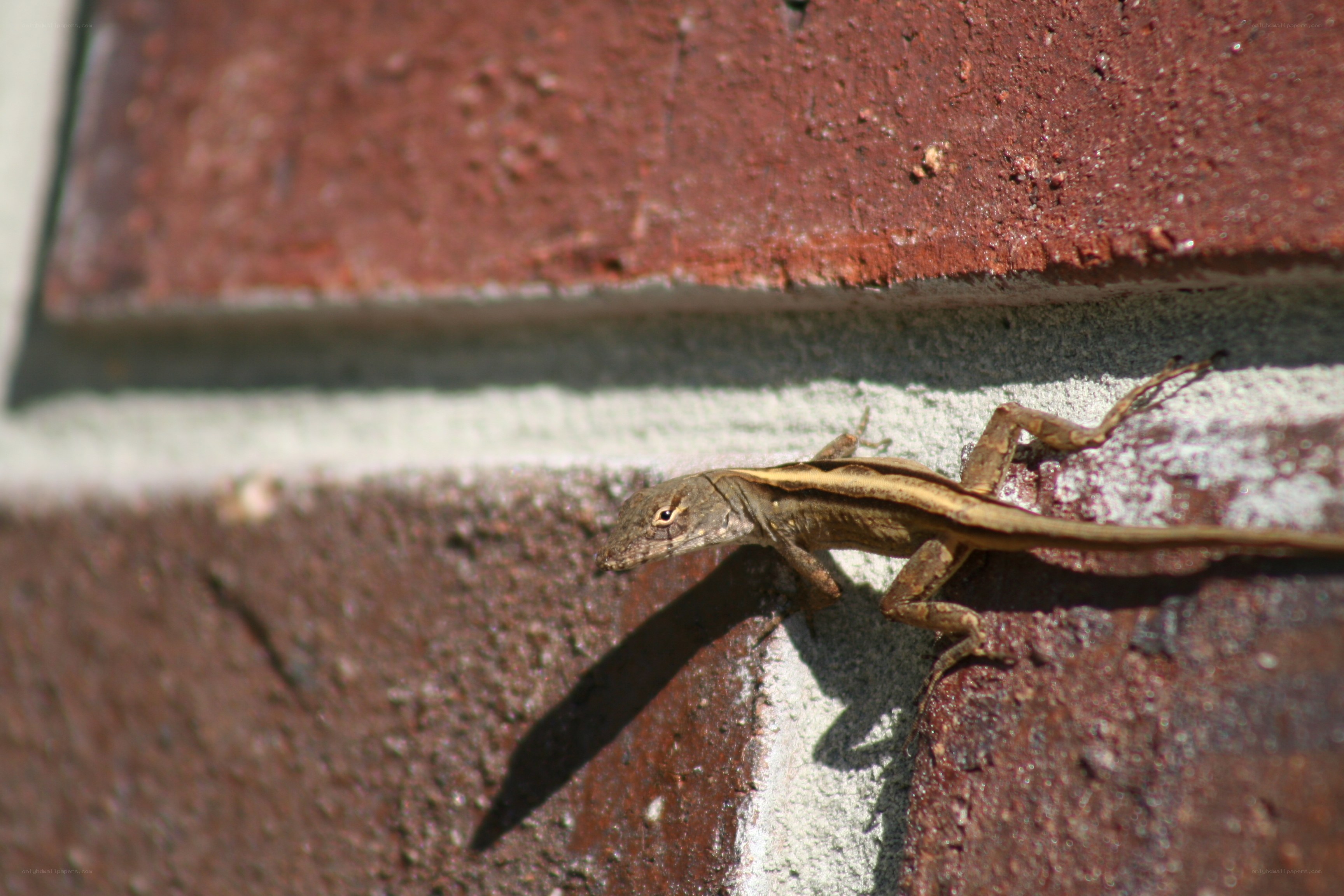 lizard on a brick wall