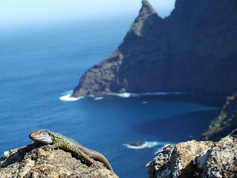 Lizard on a cliff overlooking the ocean