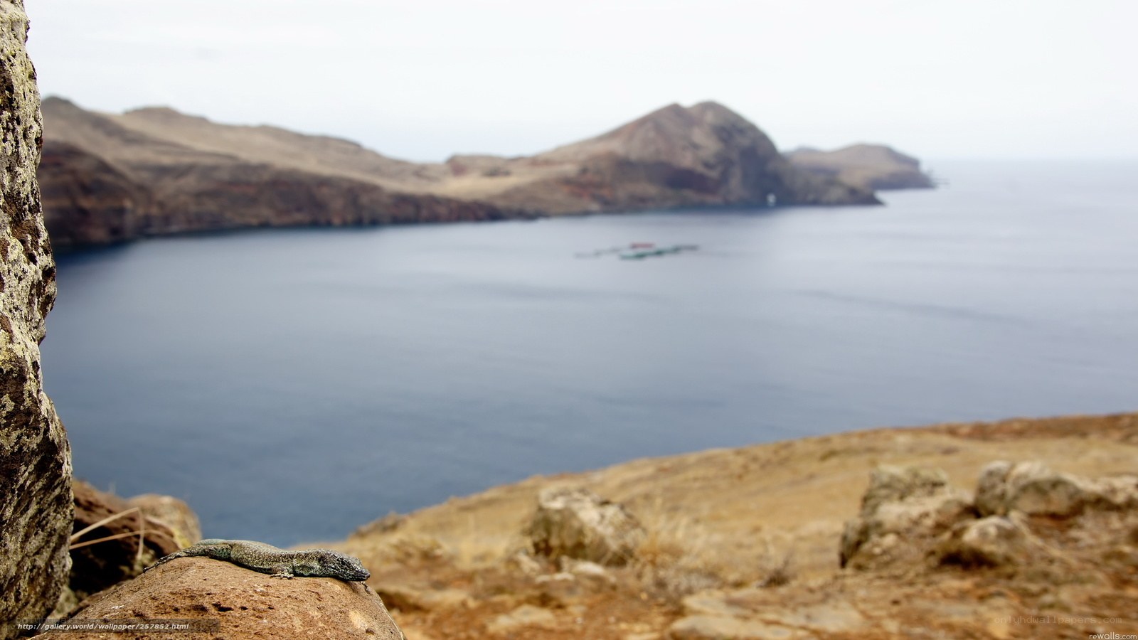 Lizard on a coastal cliff