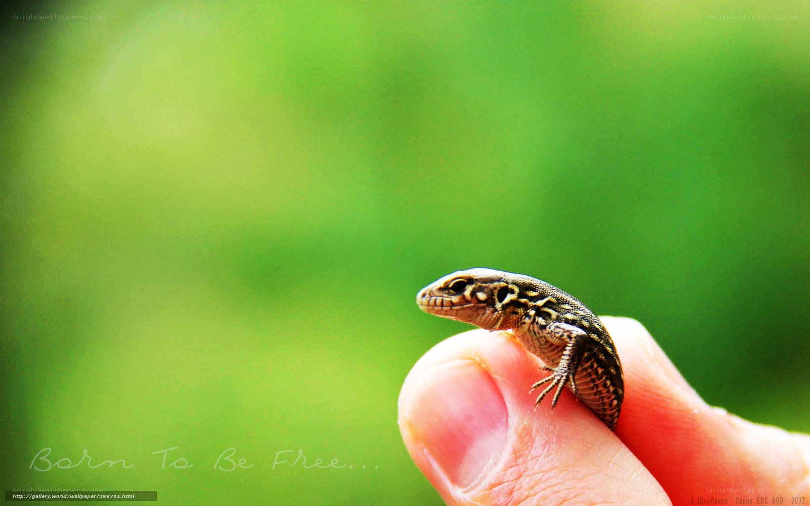 Lizard on a fingertip