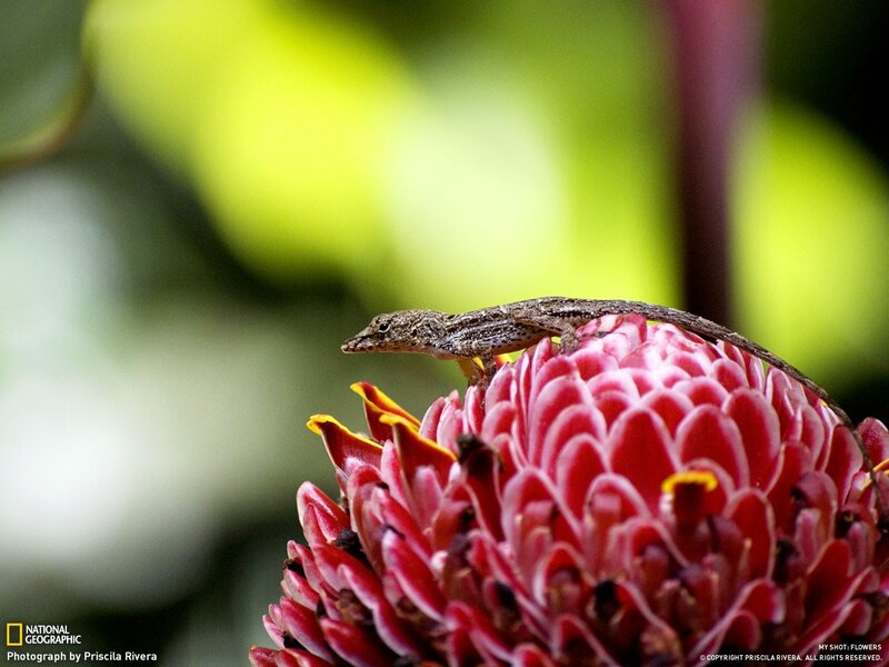 Lizard on a flower