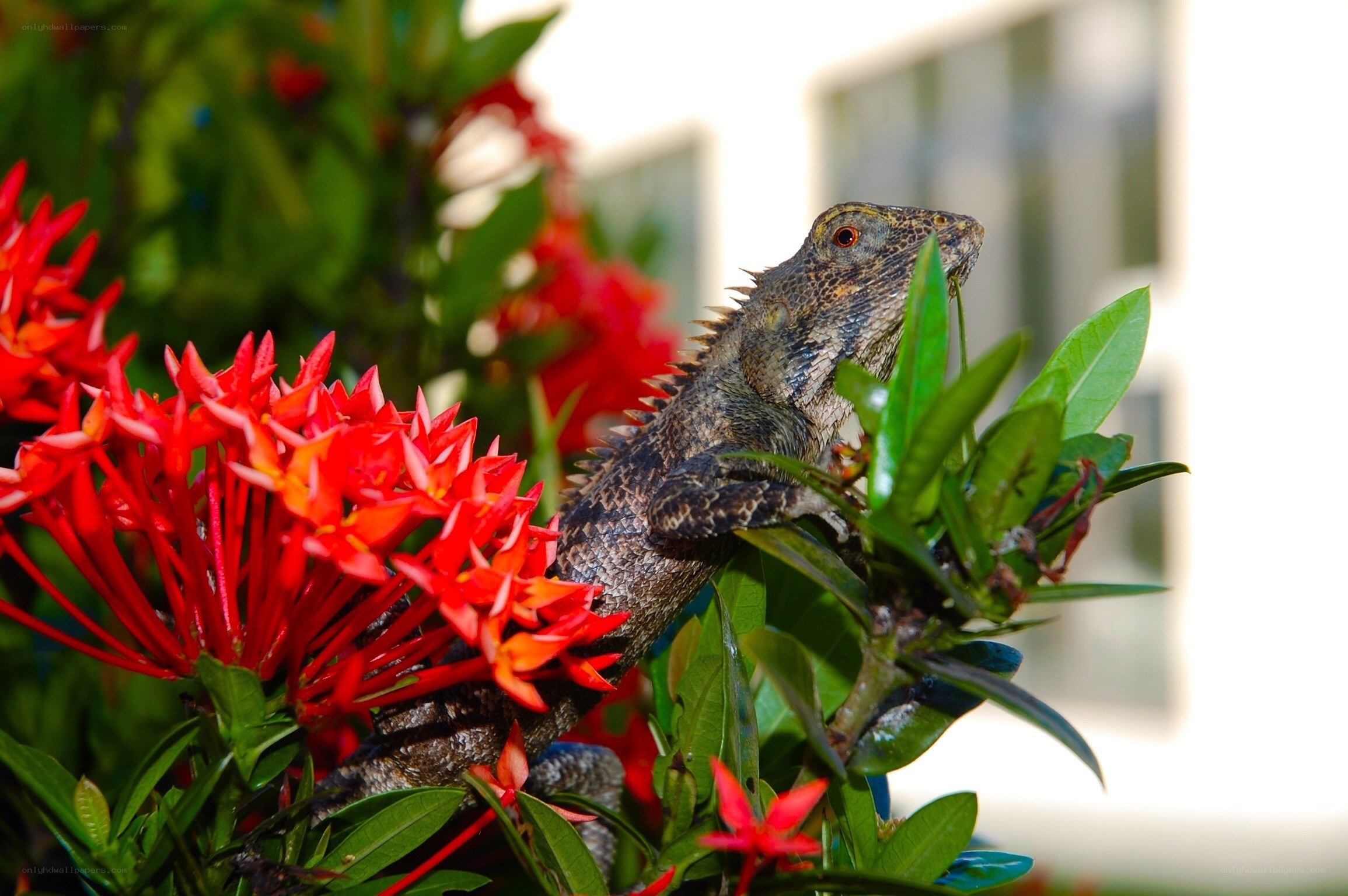 Lizard on a flowering plant