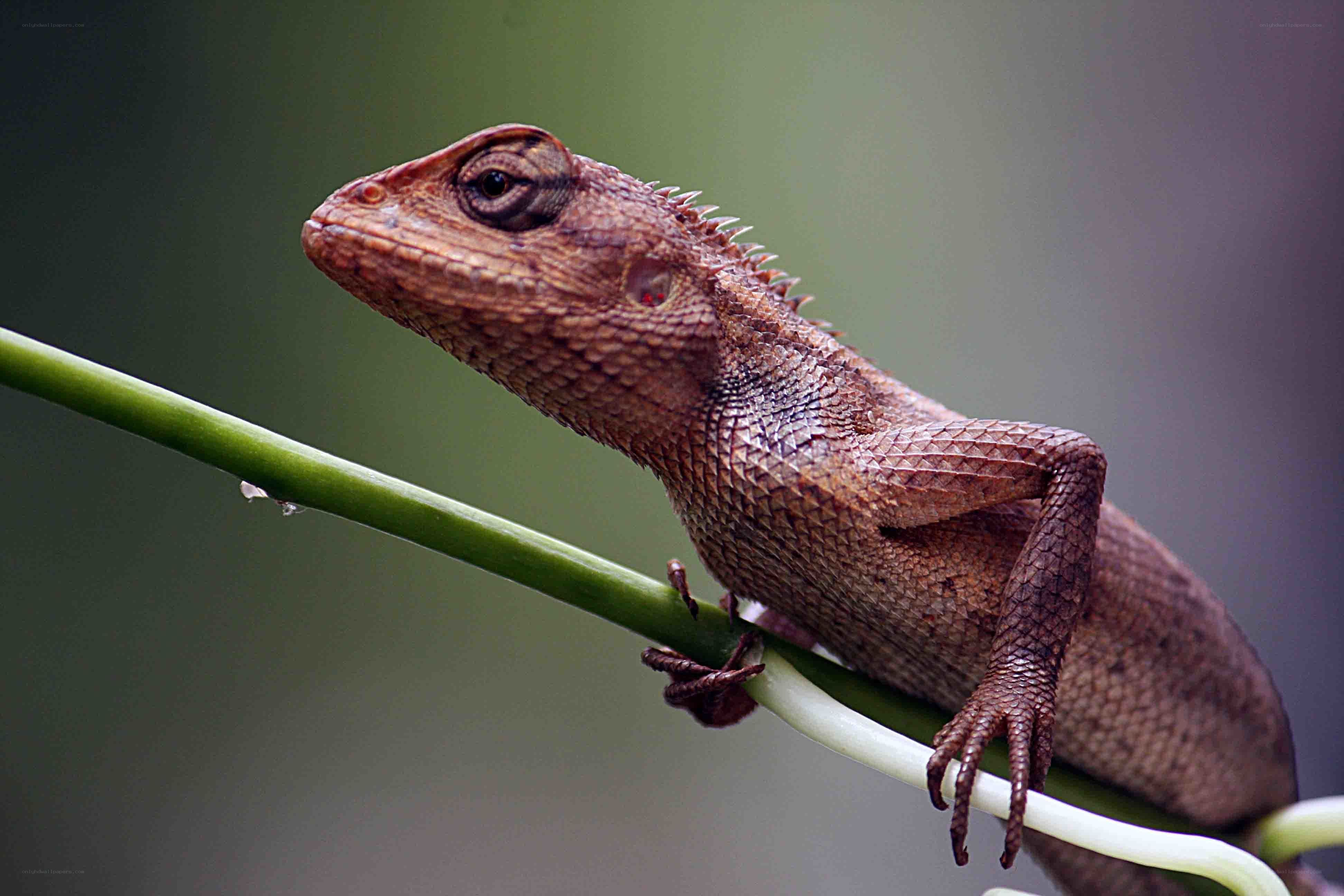 Lizard on a green stem
