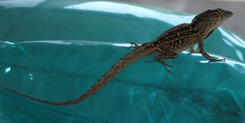 lizard on a green surface