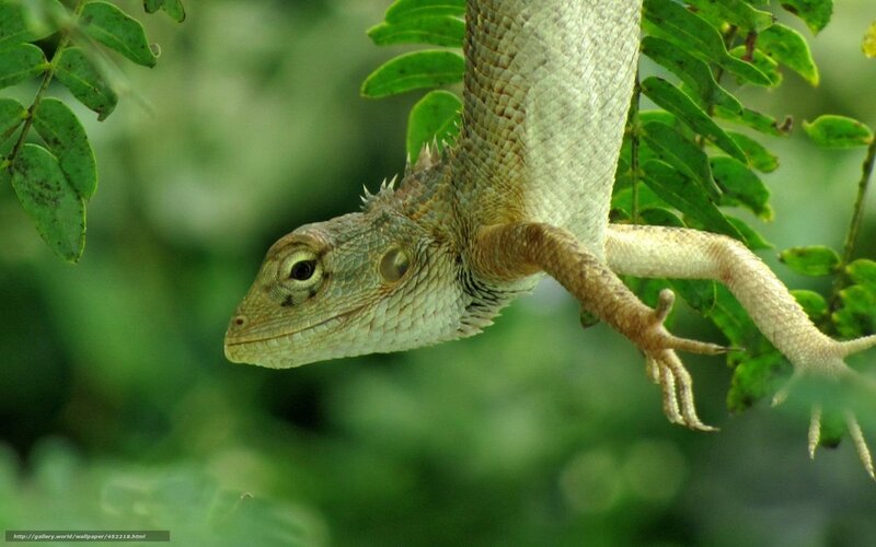 Lizard on a leafy branch