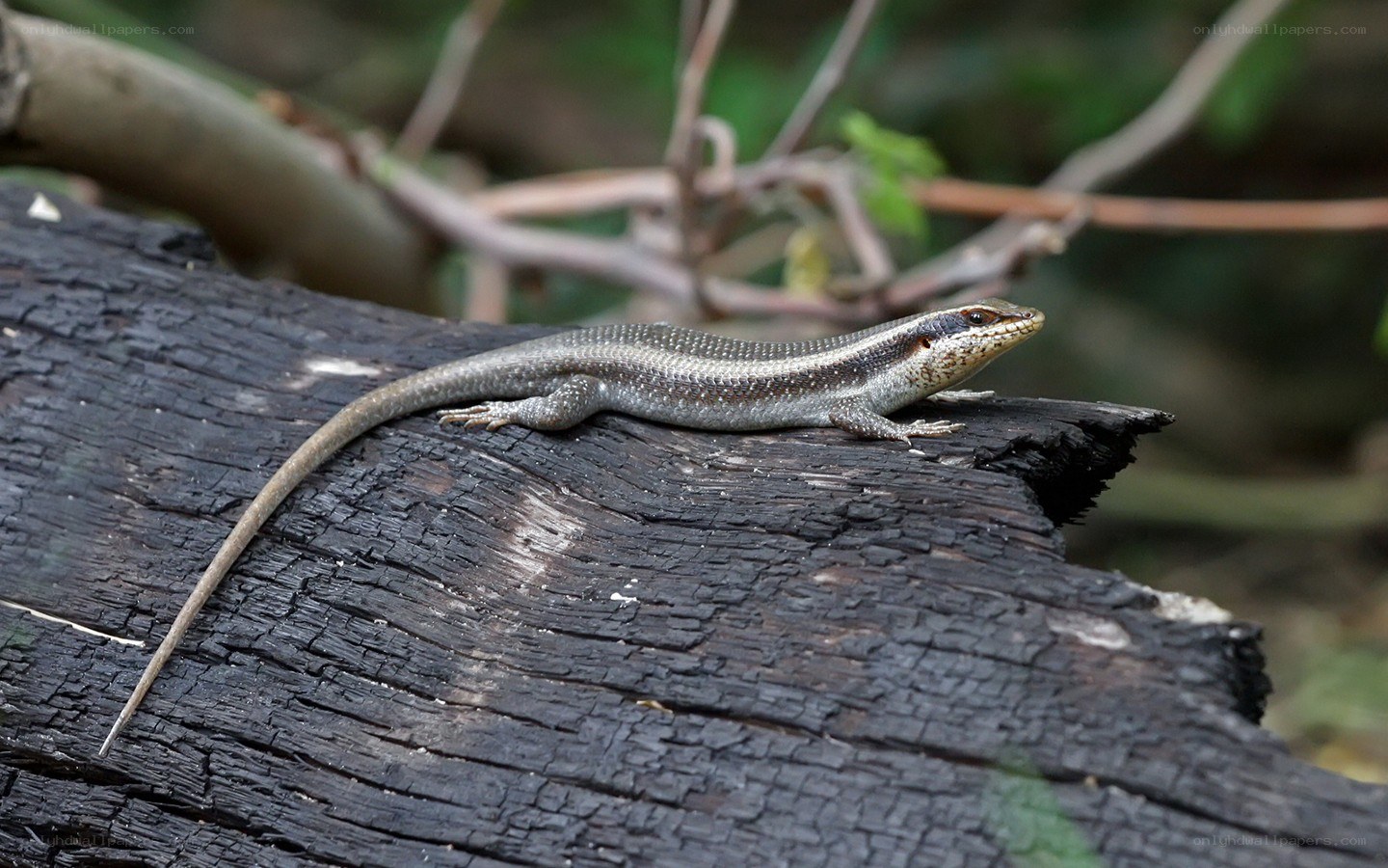 lizard on a log